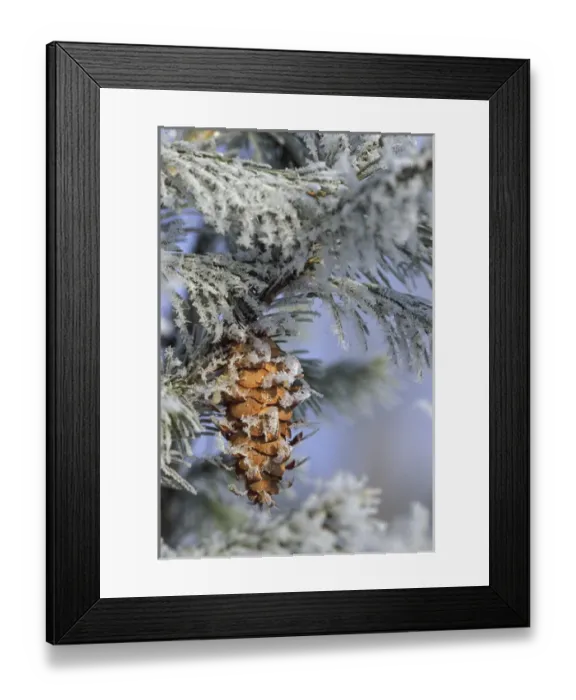 Framed Print : USA, Michigan, Morning light on balsam fir cone with frost Framed Print : USA, Michigan, Morning light on balsam fir cone with frost