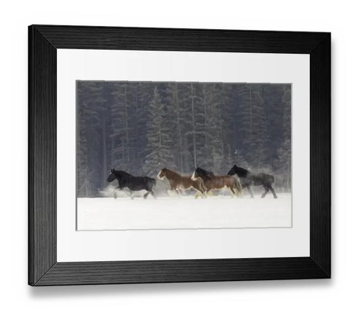 Framed Print : Belgian Horse roundup in winter, Kalispell, Montana. Equus ferus caballus Framed Print : Belgian Horse roundup in winter, Kalispell, Montana. Equus ferus caballus