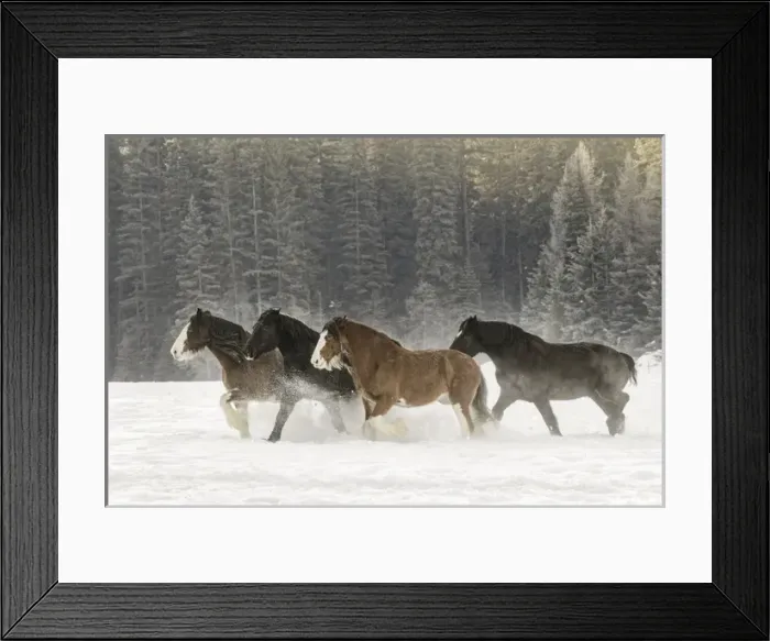 Framed Print : Belgian Horse roundup in winter, Kalispell, Montana. Equus ferus caballus Framed Print : Belgian Horse roundup in winter, Kalispell, Montana. Equus ferus caballus