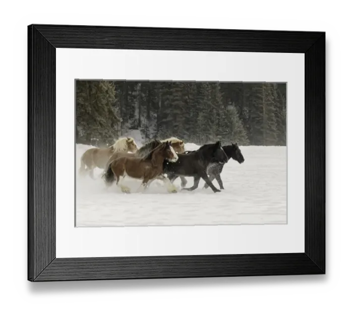 Framed Print : Belgian Horse roundup in winter, Kalispell, Montana. Equus ferus caballus