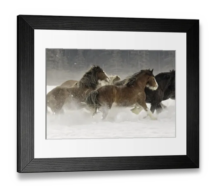 Framed Print : Belgian Horse roundup in winter, Kalispell, Montana. Equus ferus caballus Framed Print : Belgian Horse roundup in winter, Kalispell, Montana. Equus ferus caballus