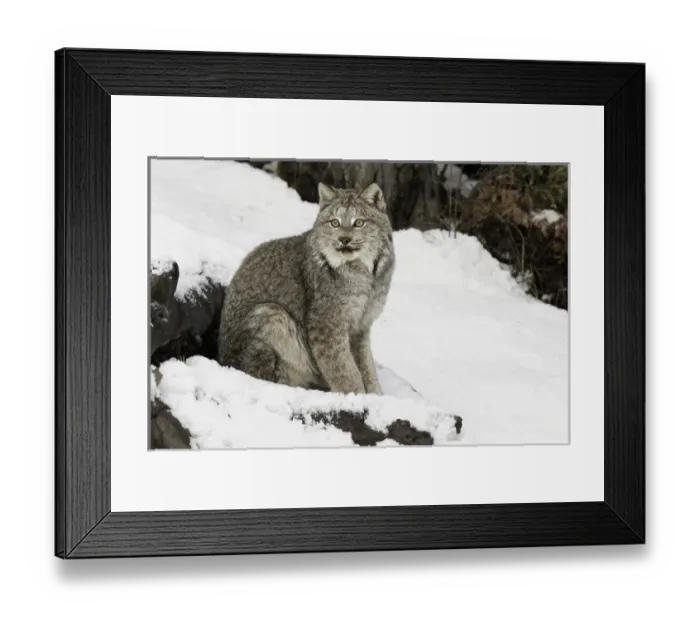 Framed Print : Canada Lynx or Canadian Lynx in winter, (Captive) Montana Lynx canadensis, Felidae Framed Print : Canada Lynx or Canadian Lynx in winter, (Captive) Montana Lynx canadensis, Felidae