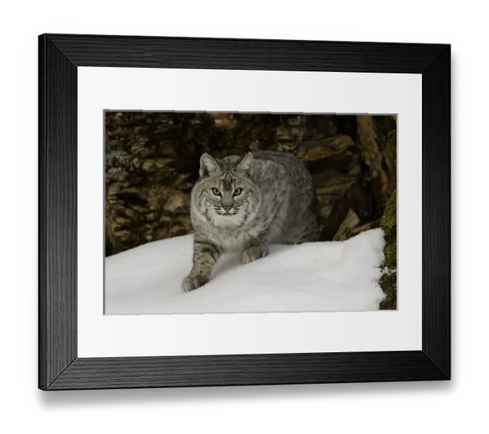 Framed Print : Bobcat in snow (Captive) Montana Lynx rufus