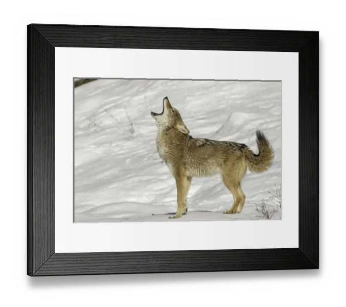 Framed Print : Coyote howling in winter, (Captive) Montana Canis latrans Canid Framed Print : Coyote howling in winter, (Captive) Montana Canis latrans Canid