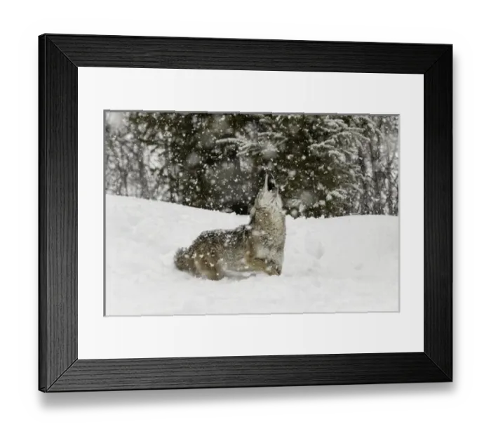 Framed Print : Coyote in snow, (Captive) Montana Canis latrans Canid Framed Print : Coyote in snow, (Captive) Montana Canis latrans Canid