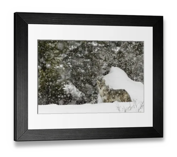 Framed Print : Coyote in snow, (Captive) Montana Canis latrans Canid Framed Print : Coyote in snow, (Captive) Montana Canis latrans Canid