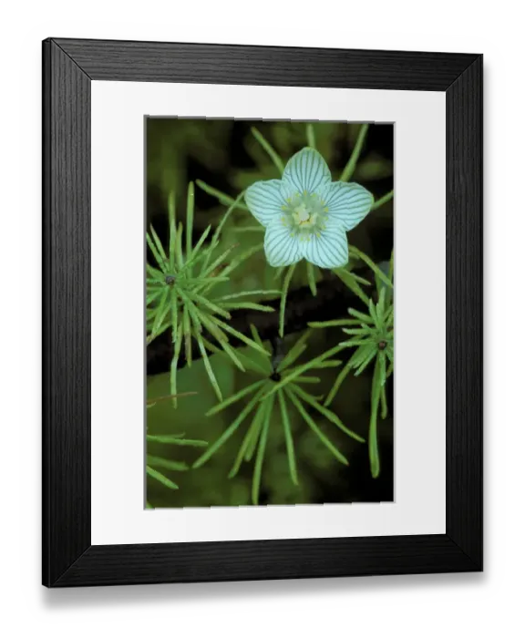 Framed Print : USA, Michigan, Grass of Parnassus flower growing through tamarack tree needles in autumn