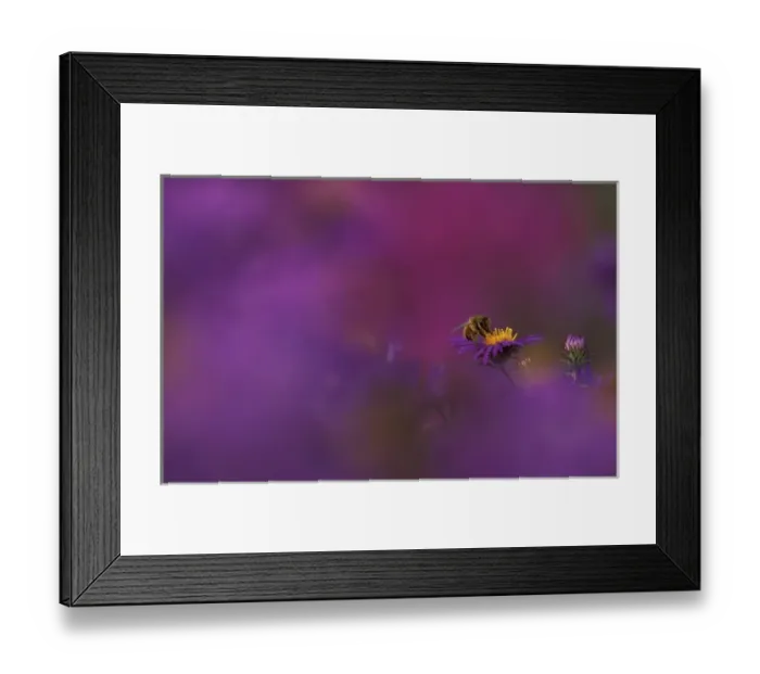 Framed Print : USA, Michigan, Honeybee pollinating New England aster blossom