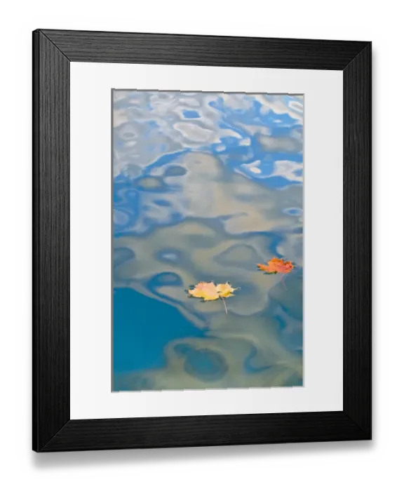 Framed Print : USA, Michigan, Upper Peninsula. Two leaves floating on Petes Lake amid cloud reflections Framed Print : USA, Michigan, Upper Peninsula. Two leaves floating on Petes Lake amid cloud reflections