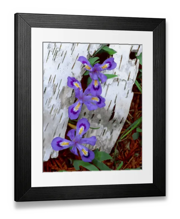 Framed Print : USA, Michigan, Upper Peninsula. Dwarf lake iris growing through birch bark. Credit as Framed Print : USA, Michigan, Upper Peninsula. Dwarf lake iris growing through birch bark. Credit as