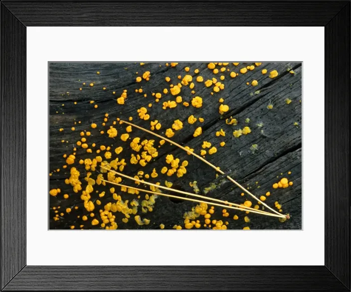 Framed Print : USA, Michigan. White pine needle cluster and yellow jelly fungus on fallen log. Credit as