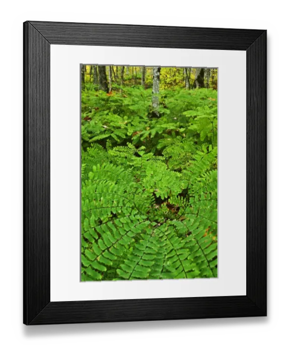 Framed Print : USA, Michigan. Maiden hair fern in forest Framed Print : USA, Michigan. Maiden hair fern in forest