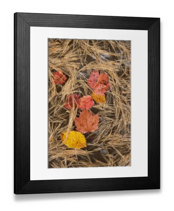 Framed Print : USA, Michigan, Upper Peninsula. Maple and birch leaves float in pool of White Pine needles