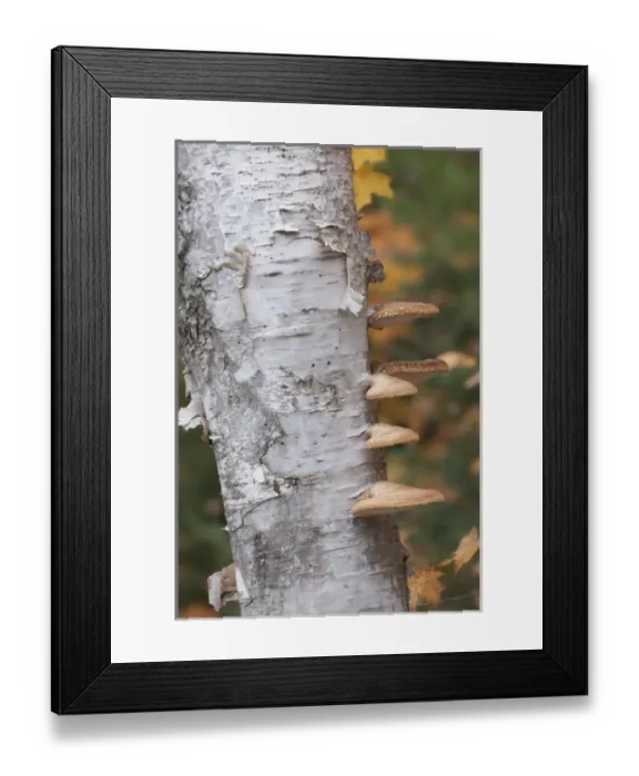 Framed Print : USA, Michigan, Upper Peninsula. Shelf mushrooms on birch tree