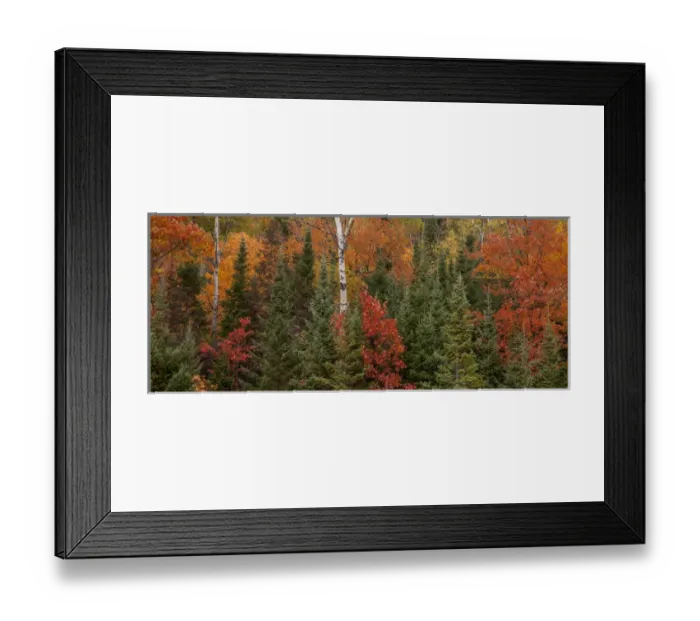 Framed Print : USA, Michigan, Upper Peninsula. Evergreens and red maple trees in autumn. Credit as Framed Print : USA, Michigan, Upper Peninsula. Evergreens and red maple trees in autumn. Credit as