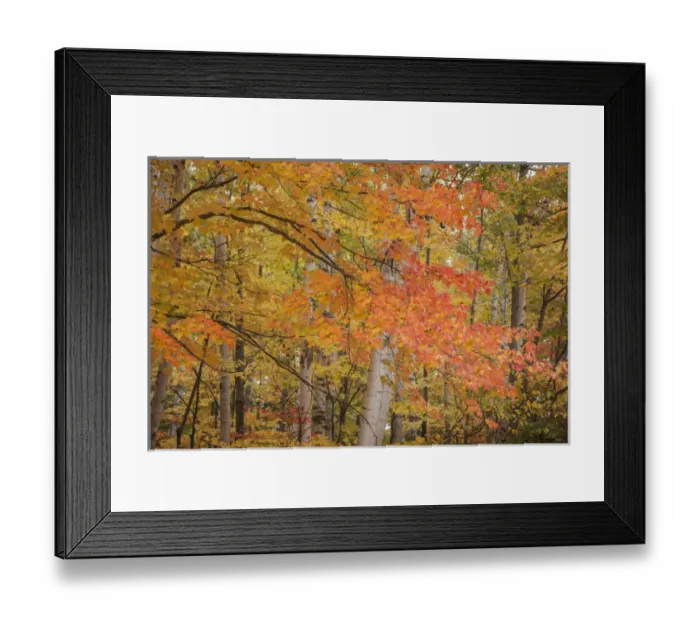 Framed Print : USA, Michigan, Upper Peninsula. Red maple trees in autumn color
