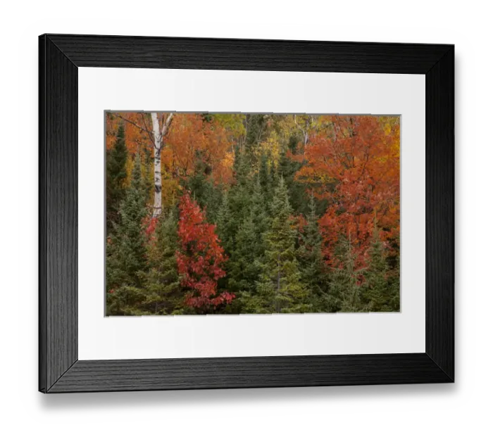 Framed Print : USA, Michigan, Upper Peninsula. Evergreens and red maple trees in autumn. Credit as Framed Print : USA, Michigan, Upper Peninsula. Evergreens and red maple trees in autumn. Credit as