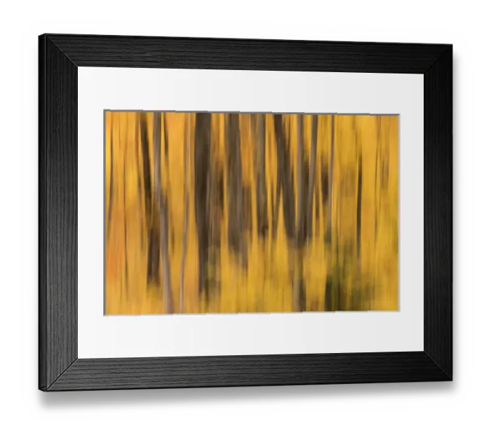 Framed Print : USA, Michigan. Panned abstract of trees with autumn foliage