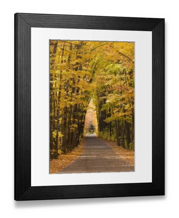 Framed Print : USA, Michigan. Trees lining Cathedral Road form a cathedral like shape overhead Framed Print : USA, Michigan. Trees lining Cathedral Road form a cathedral like shape overhead