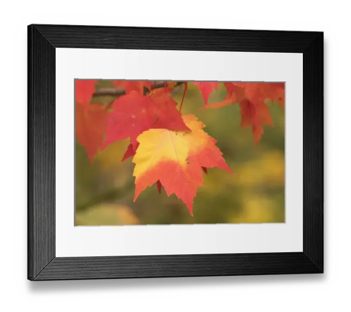 Framed Print : USA, Michigan. Red and yellow maple leaves on tree, Keewenaw Peninsula