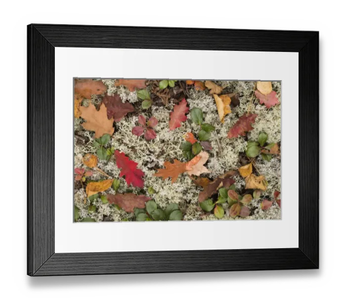 Framed Print : USA, Michigan, Keewenaw Peninsula. The forest floor of leaves, pine needles, lichens Framed Print : USA, Michigan, Keewenaw Peninsula. The forest floor of leaves, pine needles, lichens