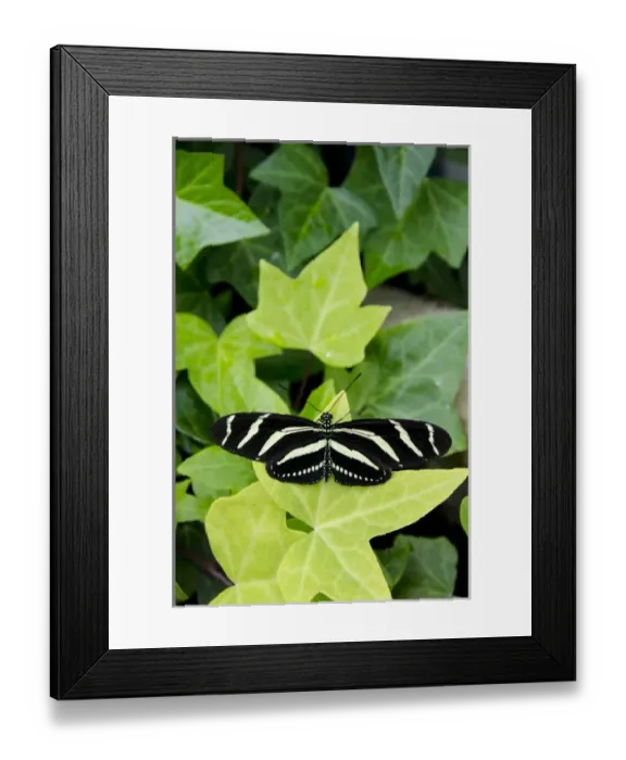 Framed Print : Michigan, Mackinac Island. Wings of Mackinac Butterfly Conservatory and garden Framed Print : Michigan, Mackinac Island. Wings of Mackinac Butterfly Conservatory and garden