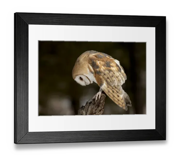 Framed Print : Barn Owl, Tyto alba (Captive) Montana Framed Print : Barn Owl, Tyto alba (Captive) Montana
