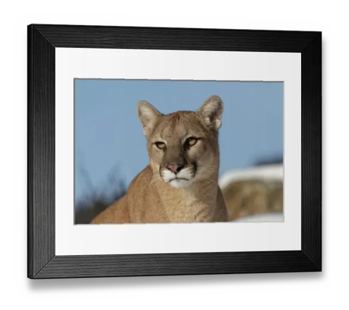 Framed Print : Mountain Lion in snow, (Captive) Montana Puma concolor Framed Print : Mountain Lion in snow, (Captive) Montana Puma concolor
