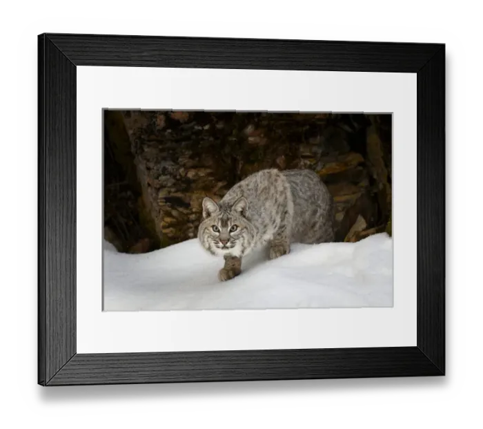Framed Print : Bobcat in snow (Captive) Montana Lynx rufus