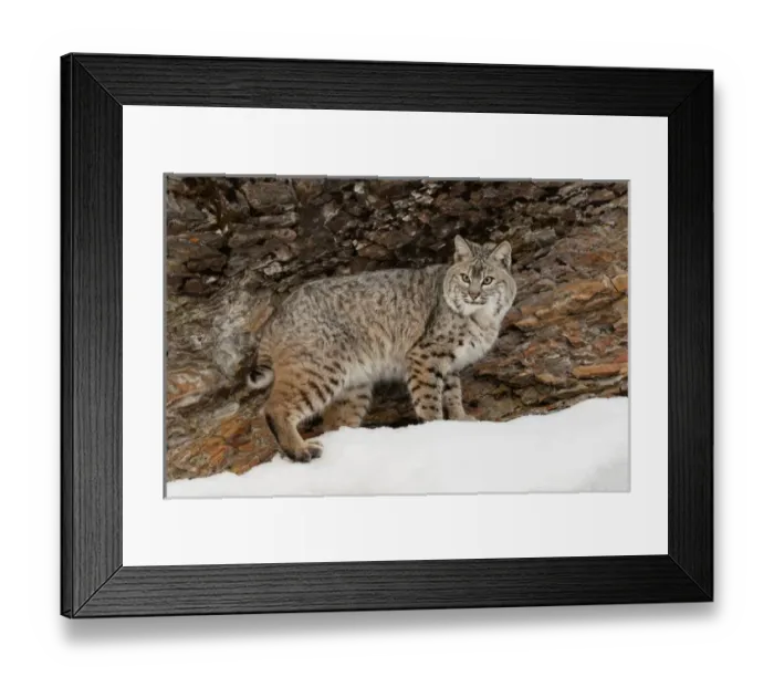 Framed Print : Bobcat in snow (Captive) Montana Lynx rufus Framed Print : Bobcat in snow (Captive) Montana Lynx rufus