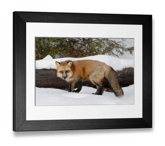 Framed Print : Red Fox in winter, (Captive) Montana Vulpes vulpes