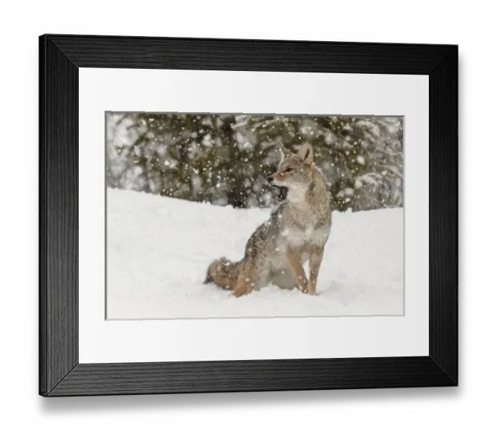 Framed Print : Coyote in snow, (Captive) Montana Canis latrans Canid Framed Print : Coyote in snow, (Captive) Montana Canis latrans Canid