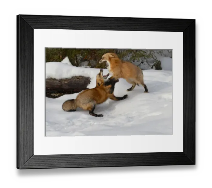 Framed Print : Red Foxes fighting in winter, (Captive) Montana Vulpes vulpes