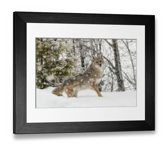 Framed Print : Coyote in snow, (Captive) Montana Canis latrans Canid Framed Print : Coyote in snow, (Captive) Montana Canis latrans Canid