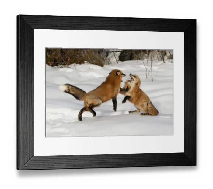 Framed Print : Red Foxes fighting in winter, (Captive) Montana Vulpes vulpes Framed Print : Red Foxes fighting in winter, (Captive) Montana Vulpes vulpes