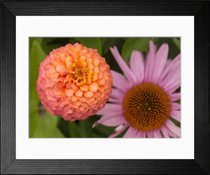 Framed Print : Michigan, Dearborn, Greenfield Village. Peach zinnia flower with purple coneflower Framed Print : Michigan, Dearborn, Greenfield Village. Peach zinnia flower with purple coneflower