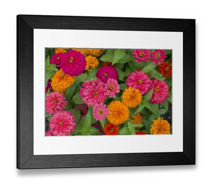 Framed Print : Michigan, Dearborn, Greenfield Village. Close up of colorful zinnia flowers