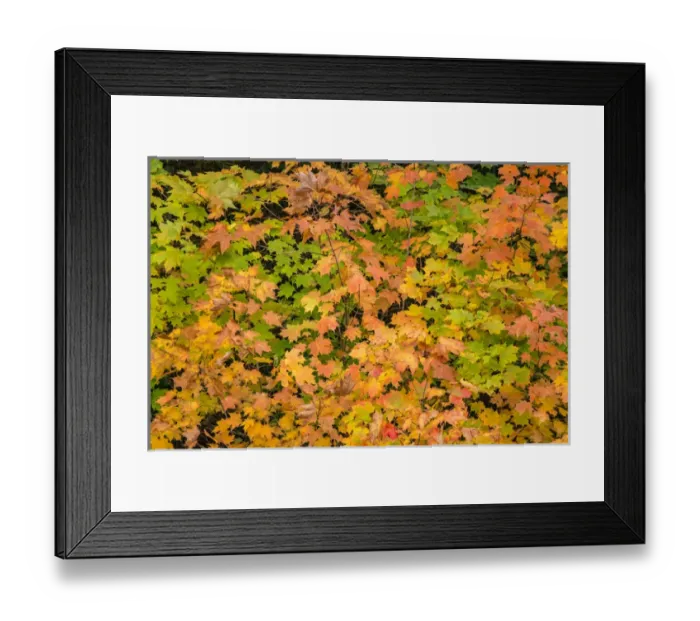 Framed Print : USA, Michigan, Upper Peninsula, Fall Leaves