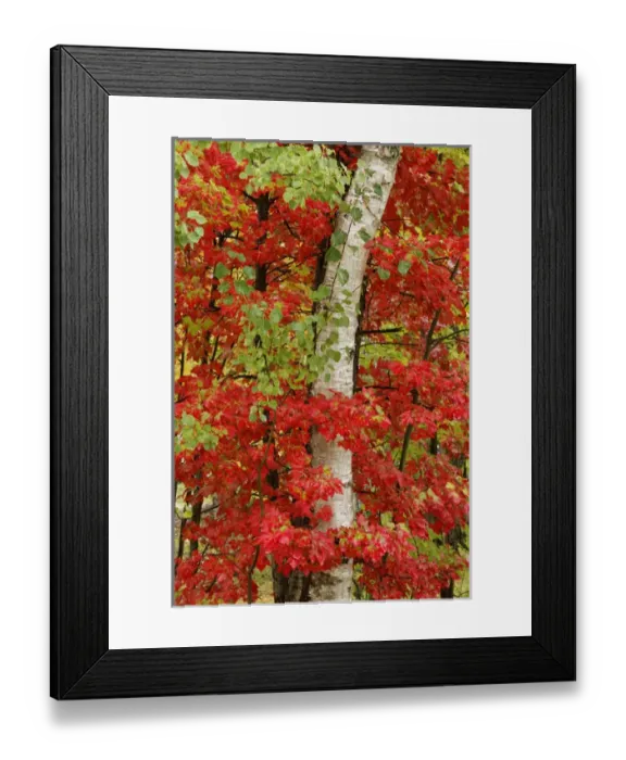 Framed Print : Red maple leaves in autumn and white birch tree trunk, Upper Peninsula of Michigan Framed Print : Red maple leaves in autumn and white birch tree trunk, Upper Peninsula of Michigan