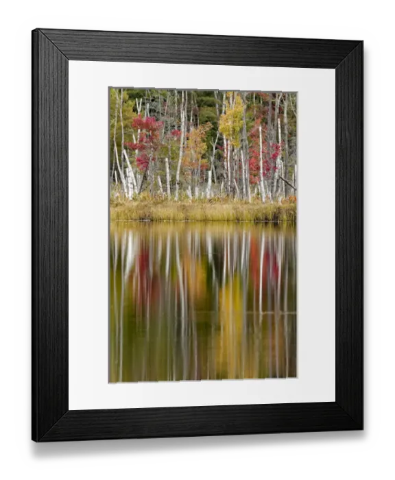 Framed Print : Birch trees and autumn colors reflected on Red Jack Lake, Hiawatha National Forest Framed Print : Birch trees and autumn colors reflected on Red Jack Lake, Hiawatha National Forest