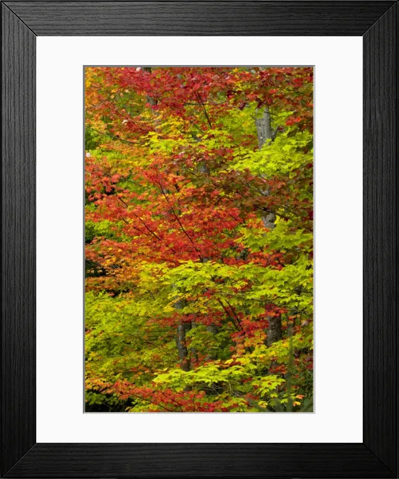 Framed Print : Maple trees in fall color, Hiawatha National Forest, Upper Peninsula of Michigan Framed Print : Maple trees in fall color, Hiawatha National Forest, Upper Peninsula of Michigan