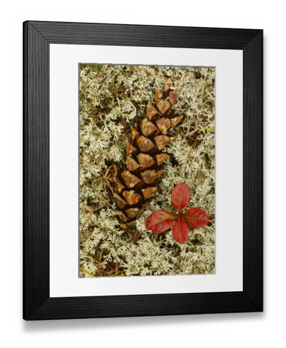 Framed Print : Pine Cone and blueberry foliage among Reindeer Moss, Cladonia rangiferina, Pictured Framed Print : Pine Cone and blueberry foliage among Reindeer Moss, Cladonia rangiferina, Pictured