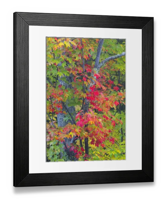 Framed Print : Michigan, Houghton County, tree with fall color Framed Print : Michigan, Houghton County, tree with fall color