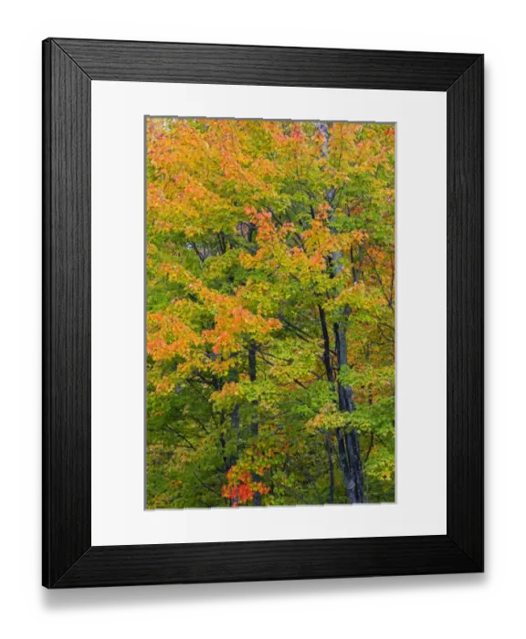 Framed Print : Michigan, Houghton County, tree with fall color Framed Print : Michigan, Houghton County, tree with fall color