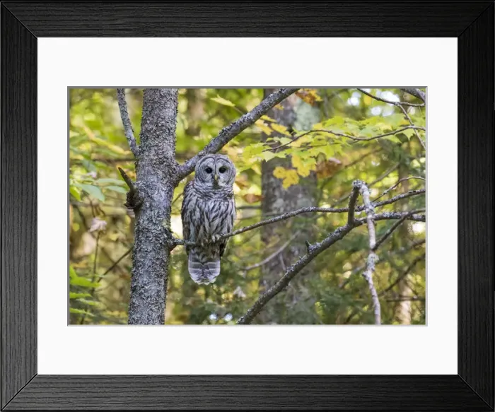 Framed Print : Barred Owl (Strix varia) in fall, Alger County, MI Framed Print : Barred Owl (Strix varia) in fall, Alger County, MI
