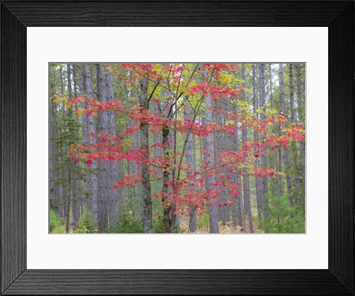 Framed Print : Maple in fall, Hiawatha National Forest, near Munising, MI
