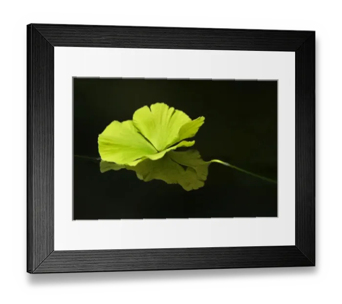 Framed Print : Aquatic plant on dark water Framed Print : Aquatic plant on dark water