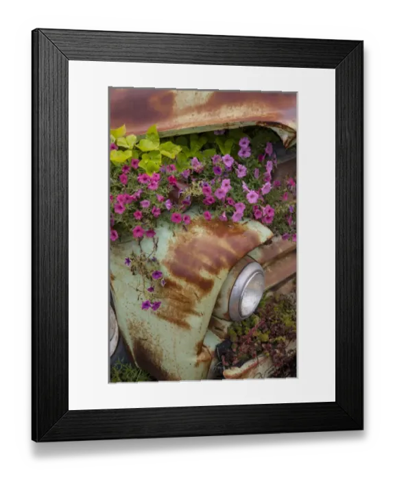 Framed Print : USA, Montana, Columbia Falls. Petunias growing out from under an old cars hood Framed Print : USA, Montana, Columbia Falls. Petunias growing out from under an old cars hood