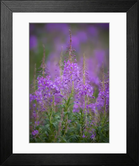 Framed Print : USA, Montana, Glacier National Park. Wild fireweed blossoms Framed Print : USA, Montana, Glacier National Park. Wild fireweed blossoms