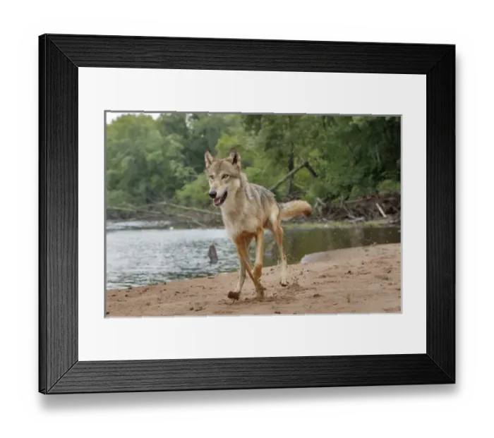 Framed Print : Gray Wolf running, Canis lupus (Controlled Situation) Minnesota Framed Print : Gray Wolf running, Canis lupus (Controlled Situation) Minnesota